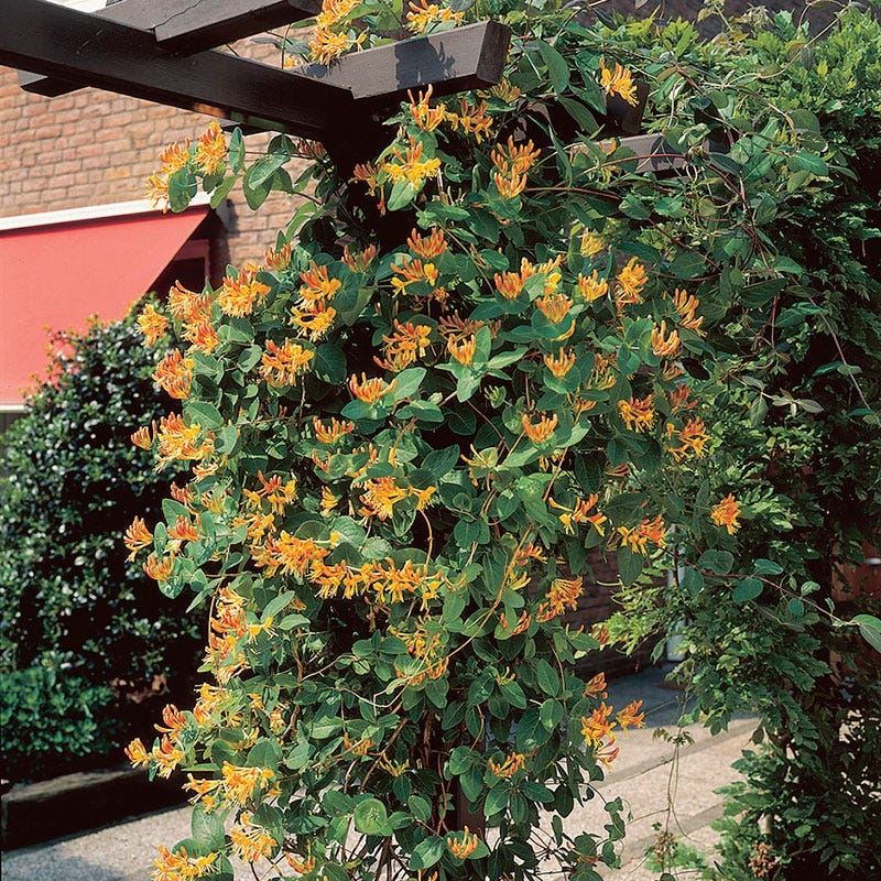 Mandarin Honeysuckle Vine, Lonicera