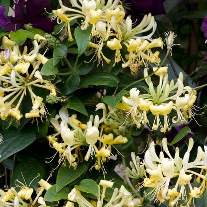 Scentsation Honeysuckle Vine