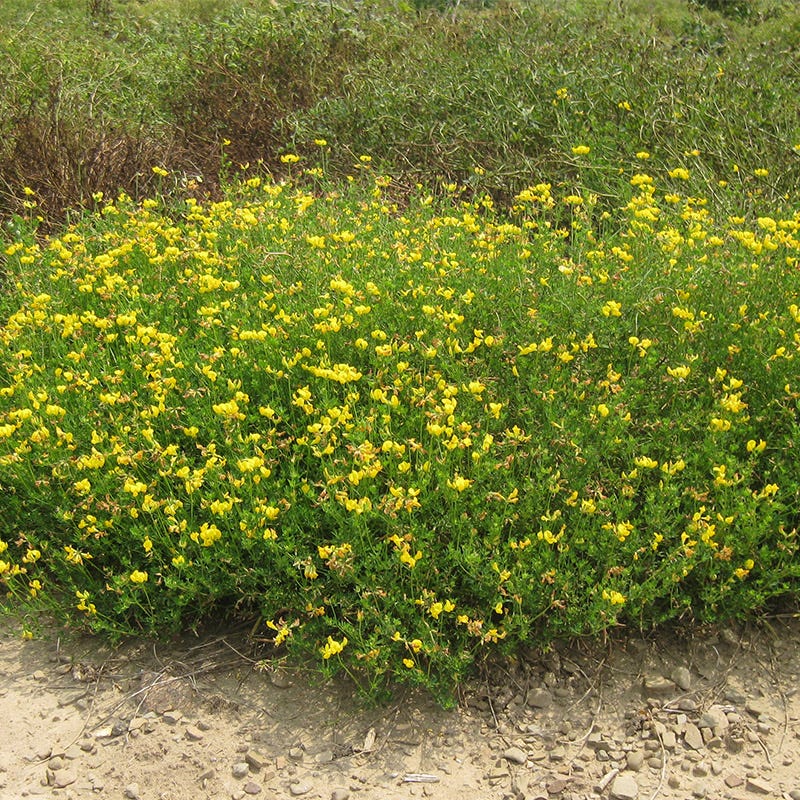 Bird's Foot Trefoil Seeds