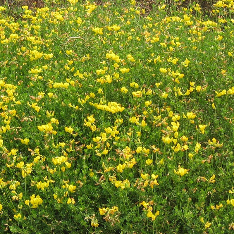 Bird's Foot Trefoil Seeds