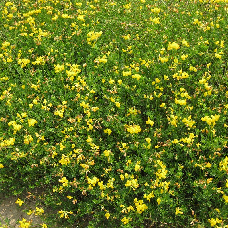 Bird's Foot Trefoil Seeds