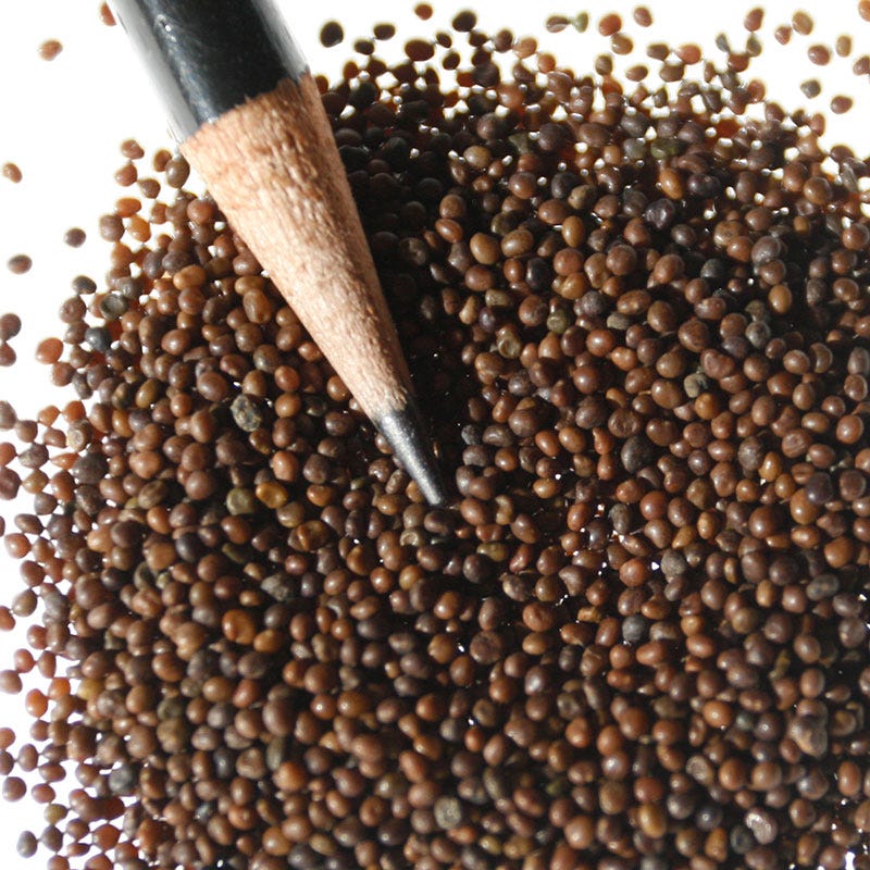 Bird's Foot Trefoil Seeds