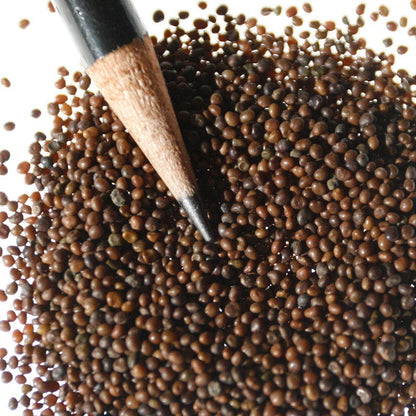 Bird's Foot Trefoil Seeds