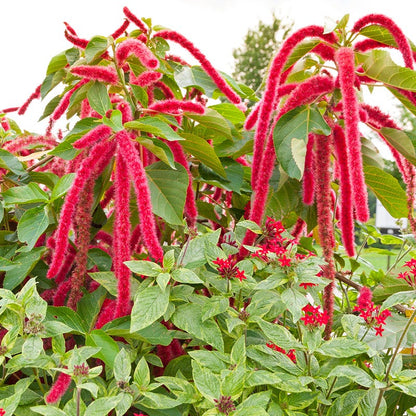 Love Lies Bleeding Seeds