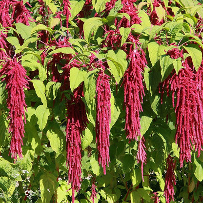 Love Lies Bleeding Seeds