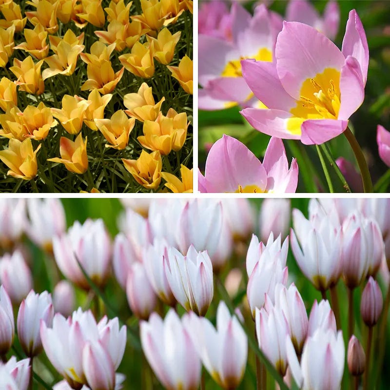 Lovelight Naturalizing Wild Tulip Collection