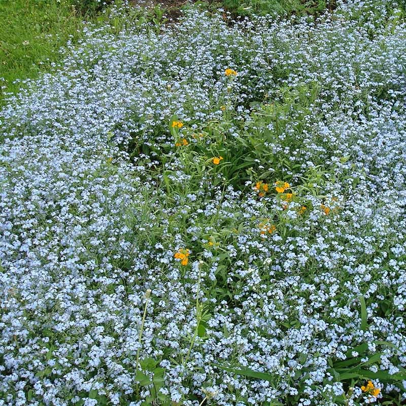 white flower seed mix Low Grow Wildflower Seed Mix