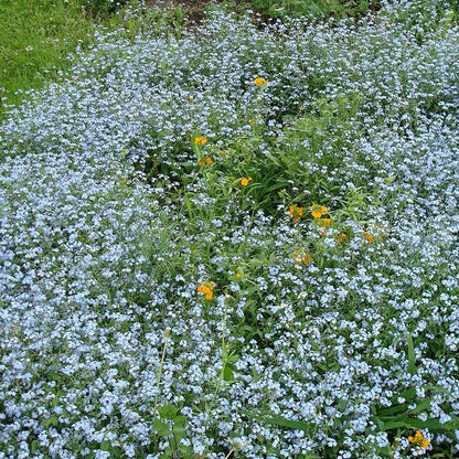 shorty low-grow wildflower seed mix Low Grow Wildflower Seed Mix