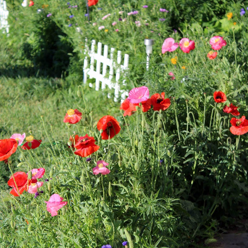 wildflower seed sticks Picket Fence Wildflower Seed Mix