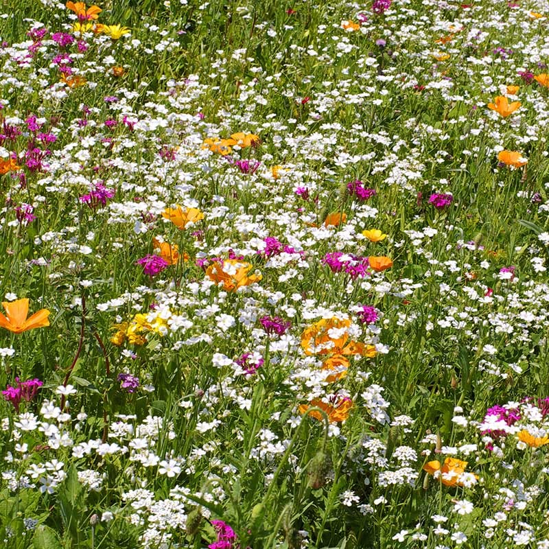 wildflower lawn seed mix Low Grow Wildflower Seed Mix