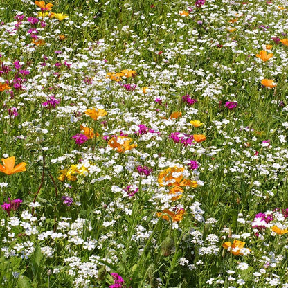 wildflower seed per acre Low Grow Wildflower Seed Mix