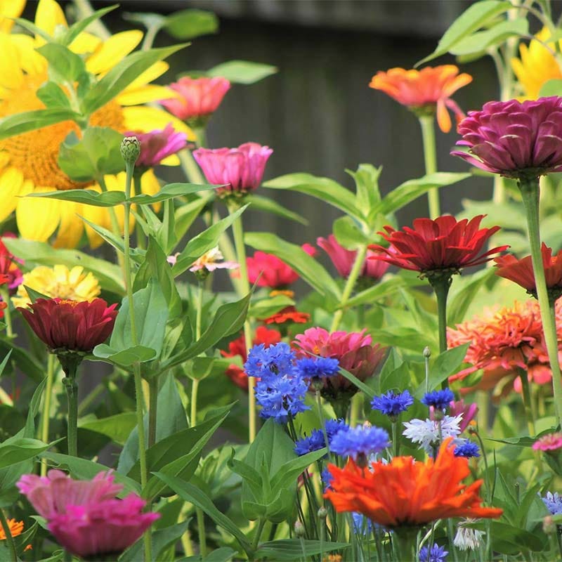 Fairy Garden Seed Packet