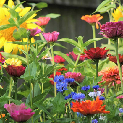 Fairy Garden Seed Packet