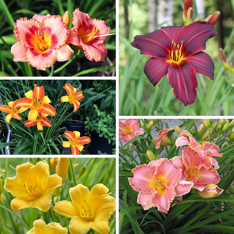 Low Maintenance Daylily Collection