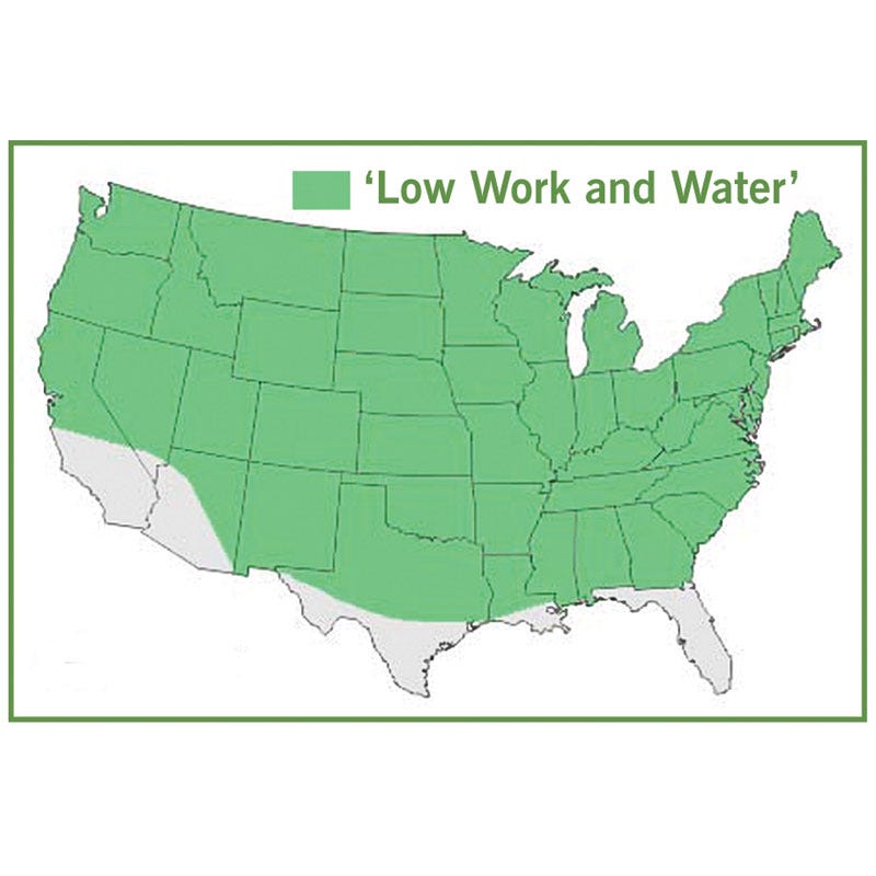 low work and water dwarf fescue grass seed 5 lb Low Work and Water Dwarf Fescue Grass Seed by American Meadows