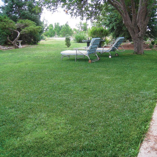 low cost grass seed 5 lb Low Work and Water Dwarf Fescue Grass Seed by American Meadows