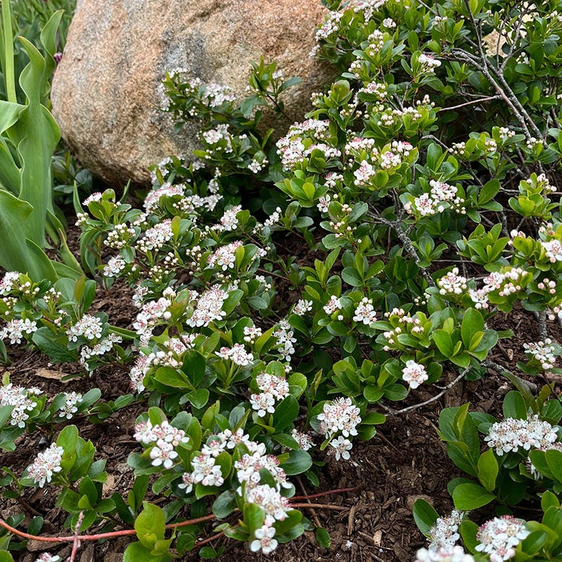 Low Scape Mound Chokeberry, Aronia | American Meadows
