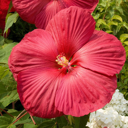 Luna™ Red Hibiscus