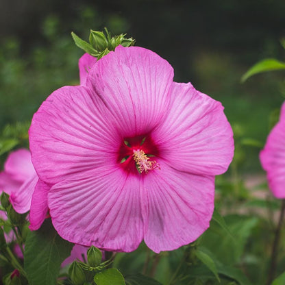 Luna™ Rose Hibiscus