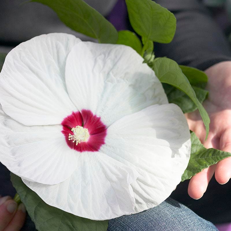 Luna™ White Hibiscus