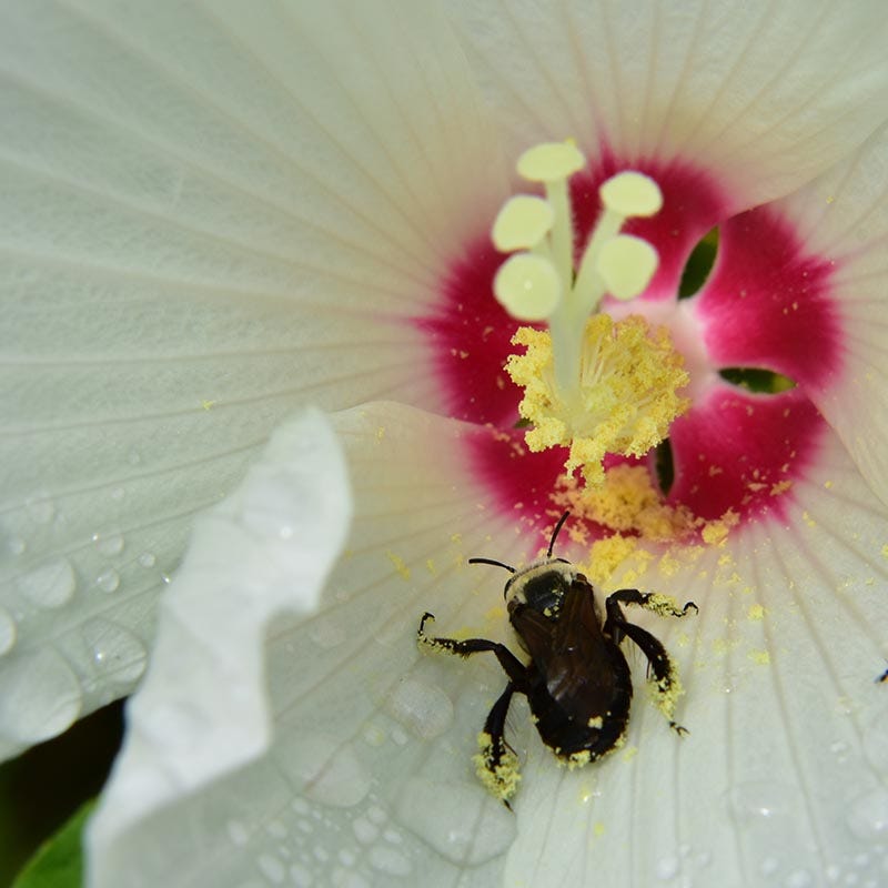 Luna™ White Hibiscus