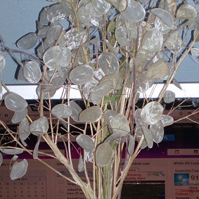 money seed plant Money Plant Seeds | Pink
