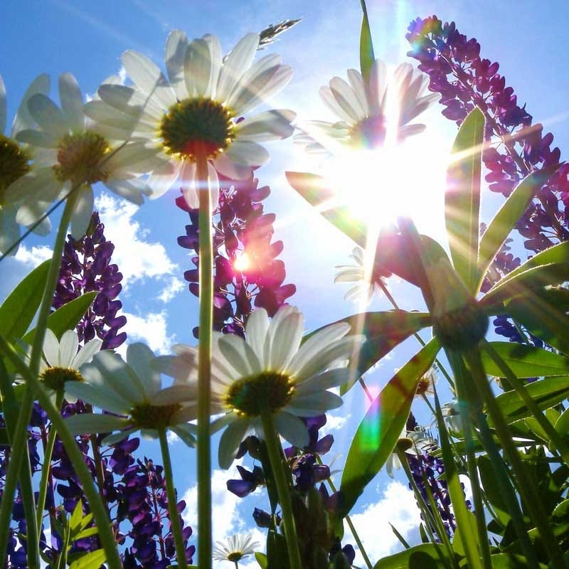 Shasta Daisy & Perennial Lupine Seed Combo