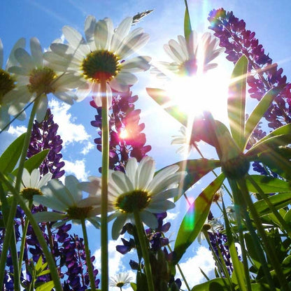 Shasta Daisy & Perennial Lupine Seed Combo