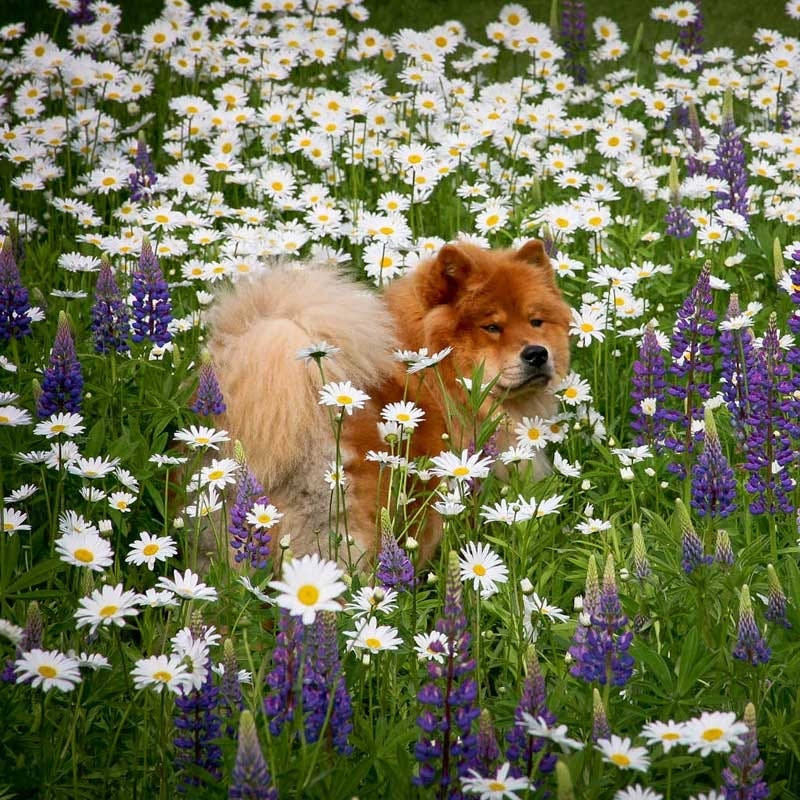 Shasta Daisy & Perennial Lupine Seed Combo