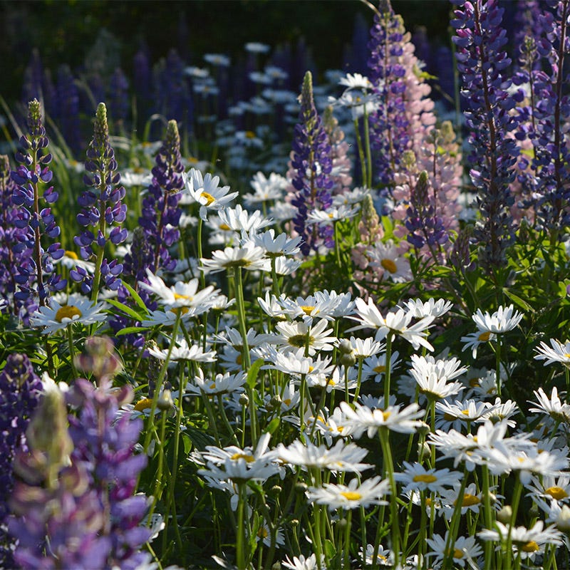 Shasta Daisy & Perennial Lupine Seed Combo