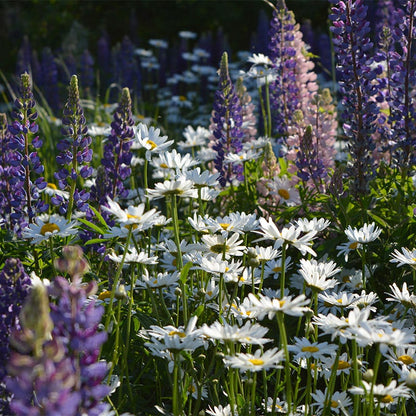 Shasta Daisy & Perennial Lupine Seed Combo