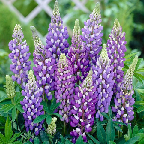 Gallery Blue Lupine | Plant
