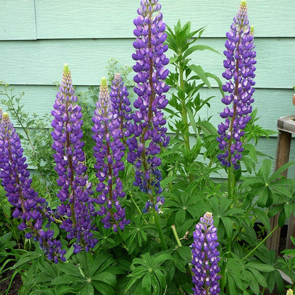 Gallery Blue Lupine