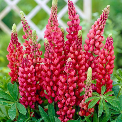 Support Your Pollinators Pre-Planned Garden