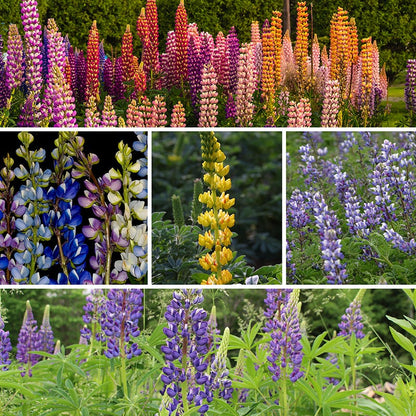 Lupine Seed Mix