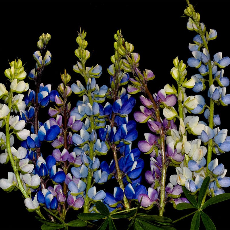 will lupin seeds flower this year Lupine Seed Mix, Lupinus