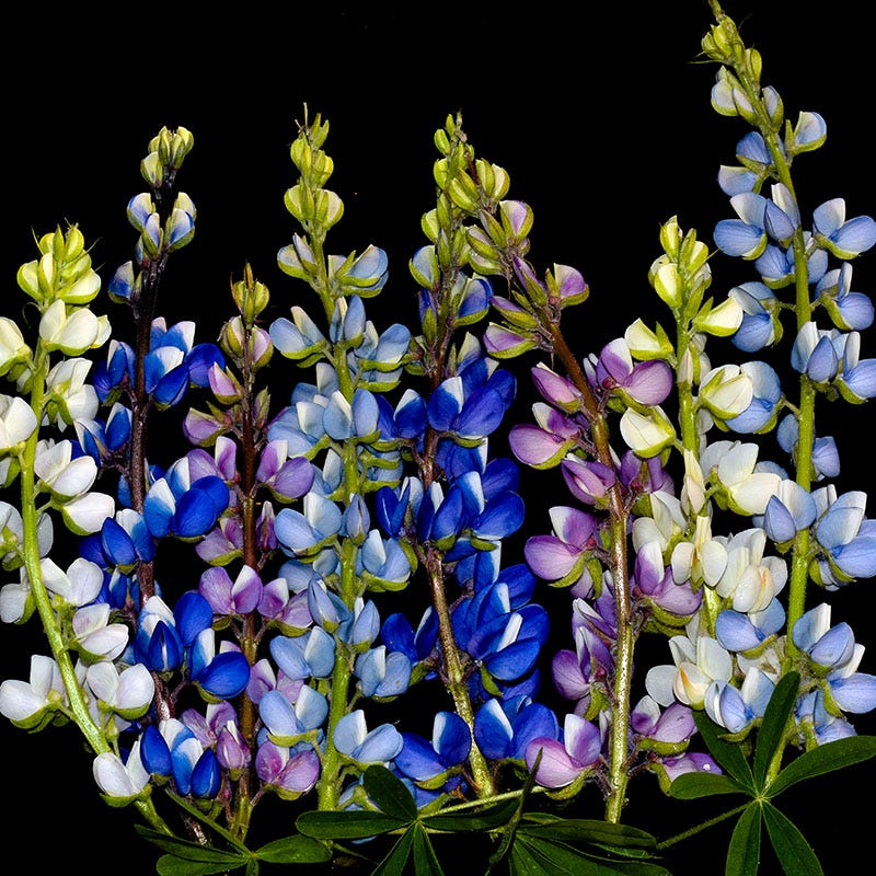Pixie Delight Dwarf Lupine Seed Mix