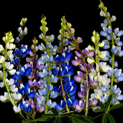 Pixie Delight Dwarf Lupine Seed Mix
