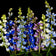 Pixie Delight Dwarf Lupine Seed Mix|Dwarf Lupine Seeds Pixie Delight Mix, Lupinus hartwegii