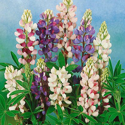 Pixie Delight Dwarf Lupine Seed Mix