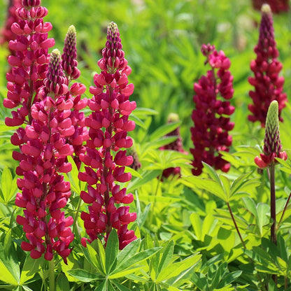 Gallery Red Lupine