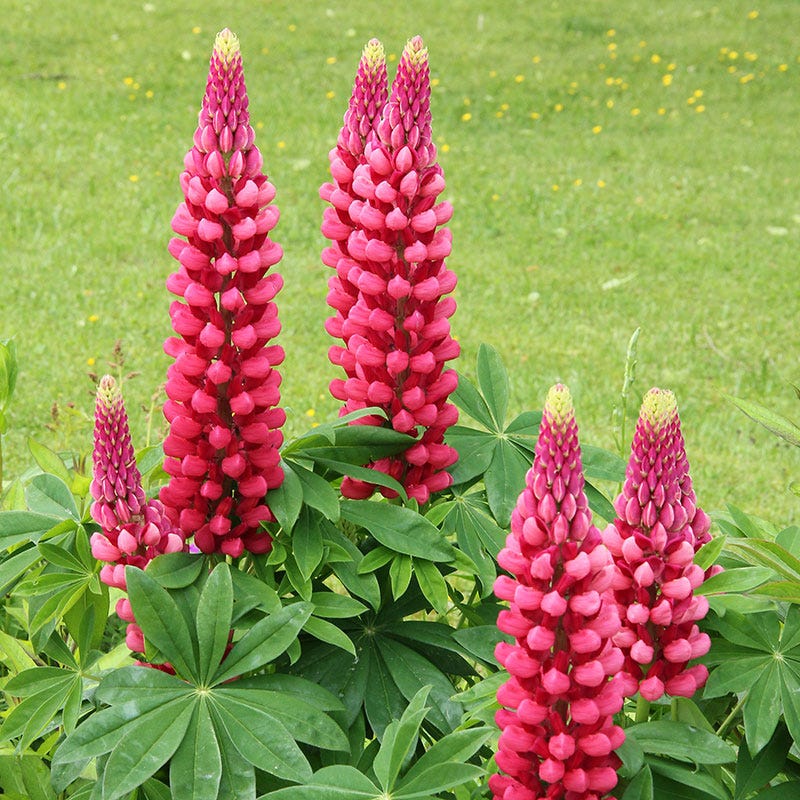 lupine potted plant Gallery Lupine | Red | Plant