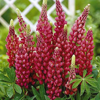 Gallery Red Lupine