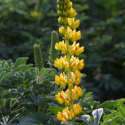 Lupine Seed Mix
