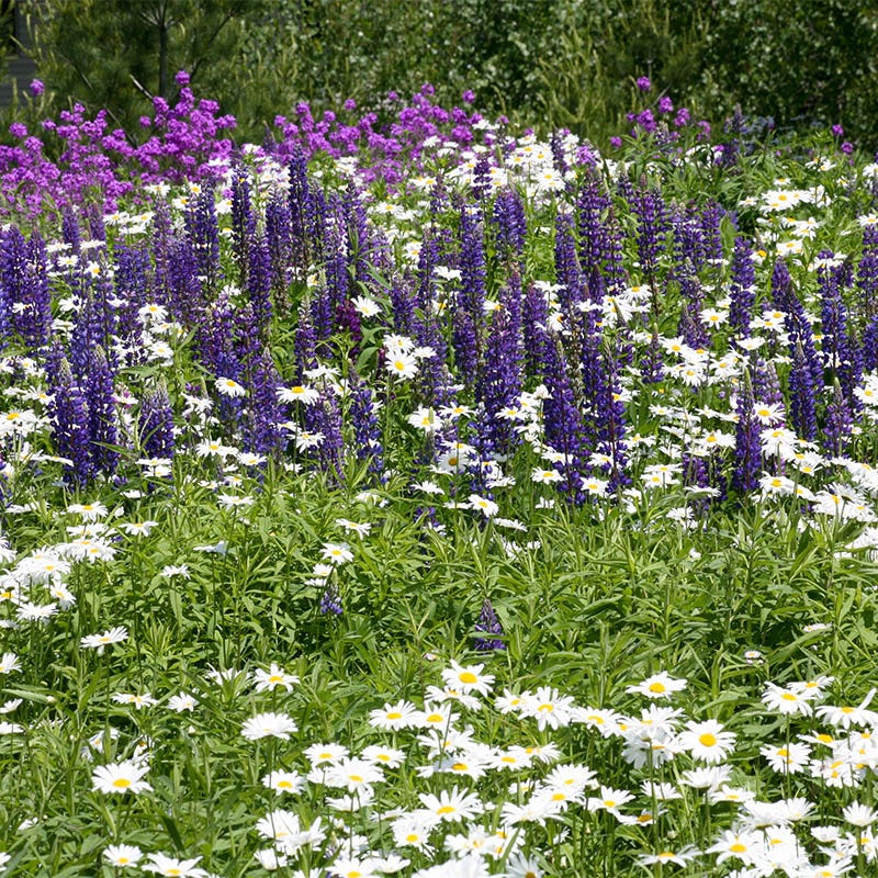 Shasta Daisy & Perennial Lupine Seed Combo