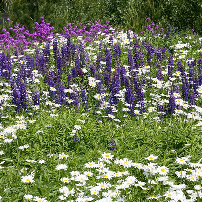 Shasta Daisy & Perennial Lupine Seed Combo