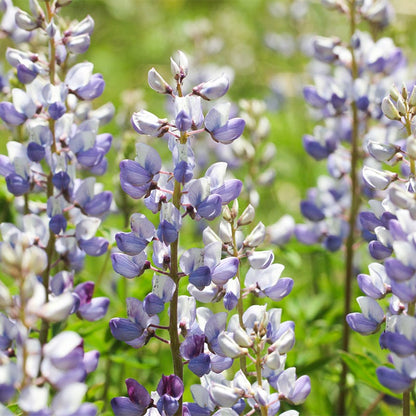 Wild Lupine
