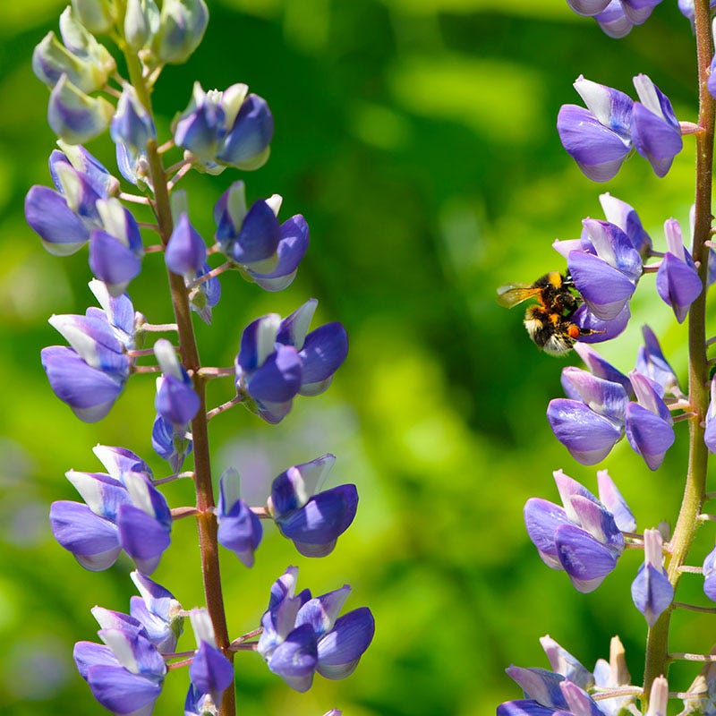Perennial Lupine Seeds