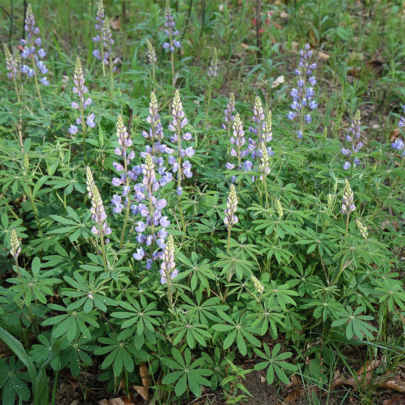 Wild Lupine