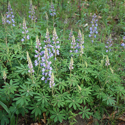Wild Lupine